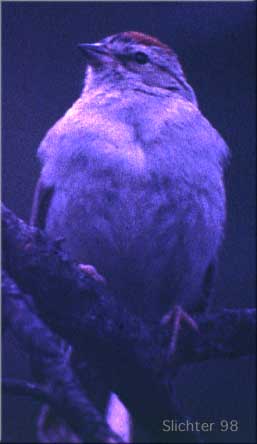 Chipping Sparrow: Spizella passerina
