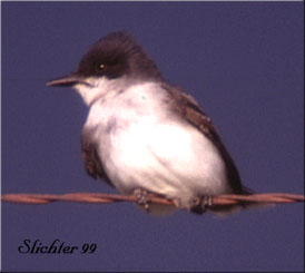 Eastern Kingbird: Tyrannus tyrannus