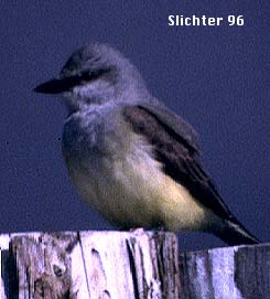 Western Kingbird: Tyrannus verticalis