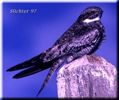 Common Nighthawk: Chordeiles minor