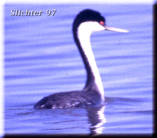 Western Grebe: Aechmophorus occidentalis