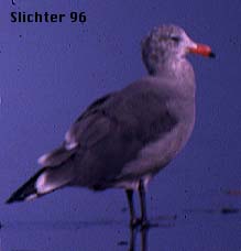 Heermann's Gull: Larus heermannii