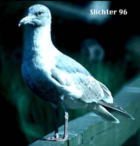 Immature Gull at Seattle, WA.....March 1993.