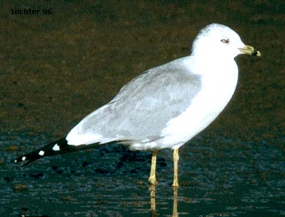 Ring-billed Gull: Larus delawarensis