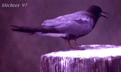 Black Tern: Chlidonias niger