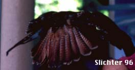 Tail of Red-tailed Hawk: Buteo jamaicensis