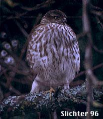 Cooper's Hawk: Accipiter cooperii