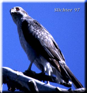 Goshawk: Accipiter gentilis