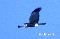 Harrier, Marsh Hawk, Northern Harrier: Circus cyaneus