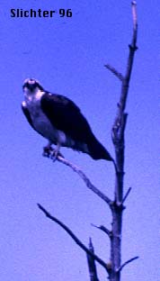 Osprey: Pandion haliaetus