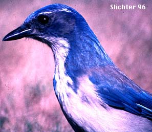 Western Scrub Jay: Aphelocoma californica