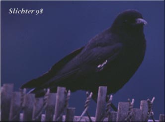 American Crow: Corvus brachyrhynchos