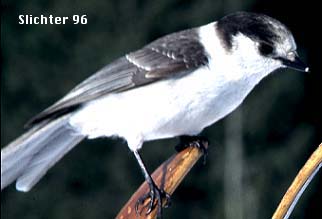 Camp Robber, Canada Jay, Gray Jay: Perisoreus canadensis