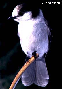 Camp Robber, Canada Jay, Gray Jay: Perisoreus canadensis