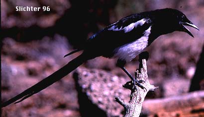 Black-billed Magpie: Pica hudsonia