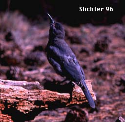 Pinyon Jay: Gymnorhinus cyanocephalus