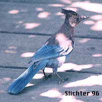 Steller's Jay: Cyanocitta stelleri