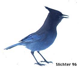 Steller's Jay: Cyanocitta stelleri