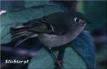 Ruby-crowned Kinglet: Regulus calendula