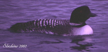 Common Loon: Gavia immer