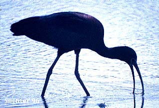 White-faced Ibis: Plegadis chihi