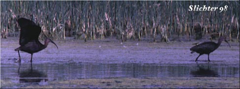 White-faced Ibis: Plegadis chihi