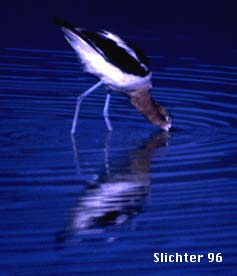 American Avocet: Recurvirostra americana