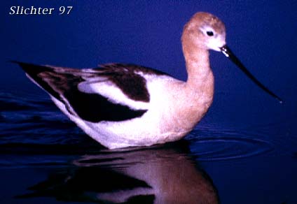 American Avocet: Recurvirostra americana