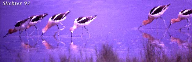 American Avocet: Recurvirostra americana