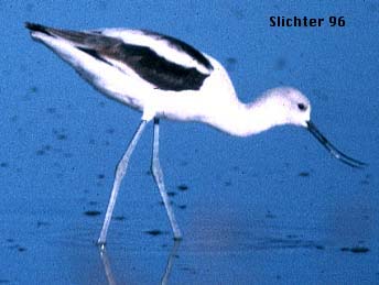 American Avocet: Recurvirostra americana