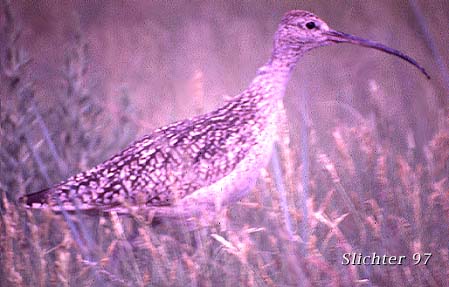 Long-billed Curlew: Numenius americanus