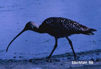 Long-billed Curlew: Numenius americanus