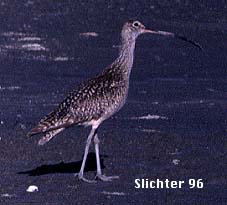 Long-billed Curlew: Numenius americanus