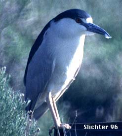 Black-crowned Night Heron: Nycticorax nycticorax