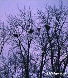 Great Blue Heron: Ardea herodias