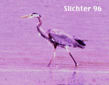 herons/Great Blue Heron: Ardea herodias