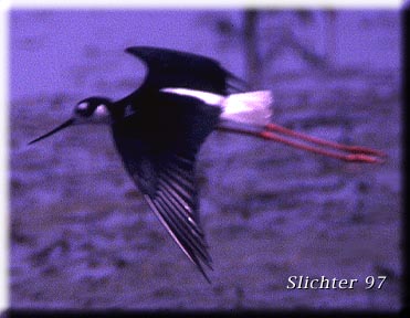 Black-necked Stilt: Himantopus mexicanus