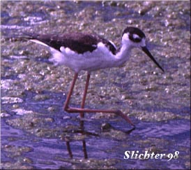 Black-necked Stilt: Himantopus mexicanus