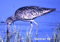 Willet: Catoptrophorus semipalmatus