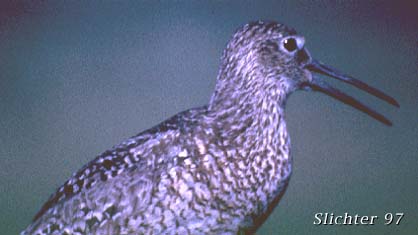 Willet: Catoptrophorus semipalmatus