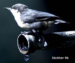 Pygmy Nuthatch: Sitta pygmaea