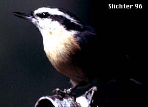 Red-breasted Nuthatch: Sitta canadensis