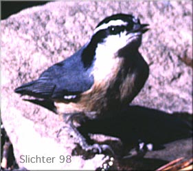 Red-breasted Nuthatch: Sitta canadensis