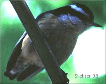 Red-breasted Nuthatch: Sitta canadensis