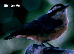 Red-breasted Nuthatch: Sitta canadensis