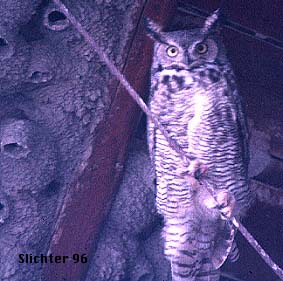 Great Horned Owl: Bubo virginianus