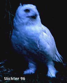 Snowy Owl: Nyctea scandiaca