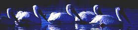 White Pelican: Pelecanus erythrorhynchus