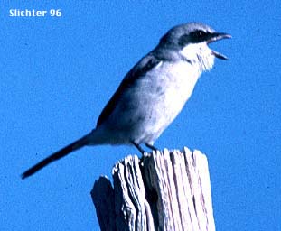 Loggerhead Shrike: Lanius ludovicianus