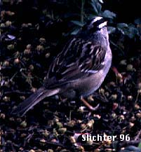 White-crowned Sparrow: Zonotrichia albicollis